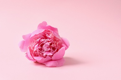 Fragrant peony on color background, space for text. Beautiful spring flower