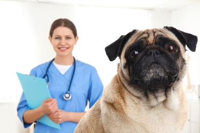 Cute Pug dog and veterinarian in office