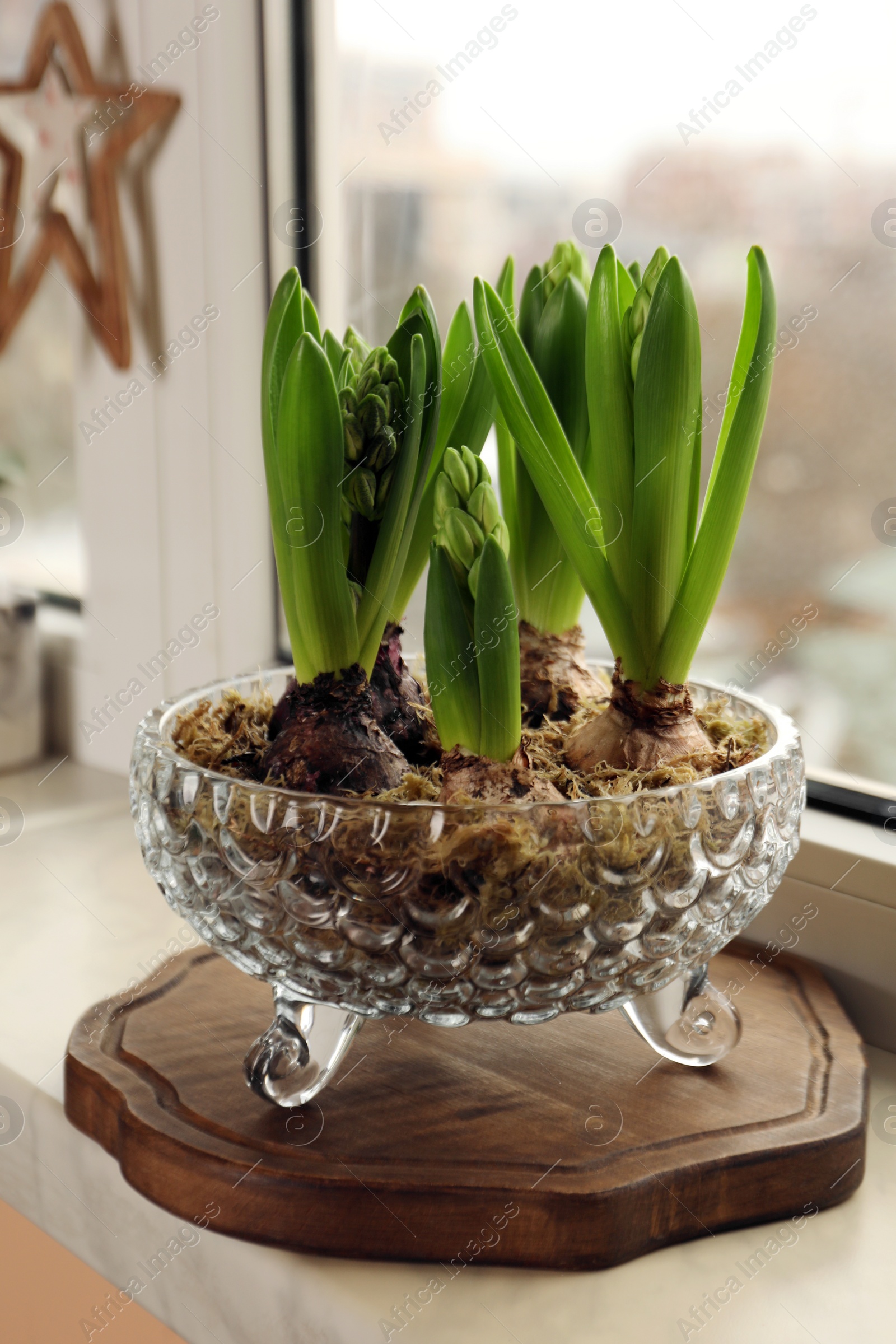 Photo of Spring is coming. Beautiful bulbous plants on windowsill indoors