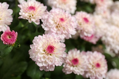 Photo of Beautiful colorful chrysanthemum flowers with leaves, closeup