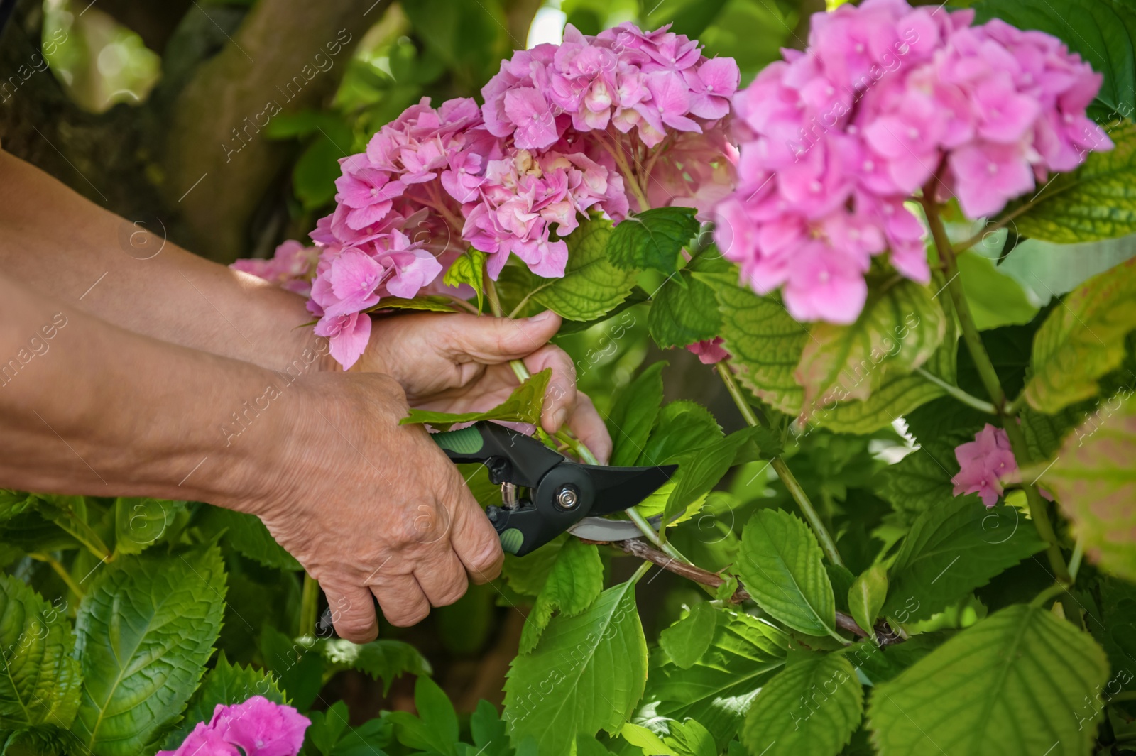 Photo of Gardener cutting hydrangea with secateurs outdoors, closeup