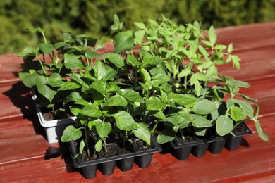 Seedlings growing in plastic containers with soil on table outdoors