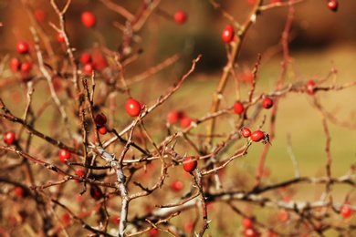 Dry twigs with wild berries on blurred background