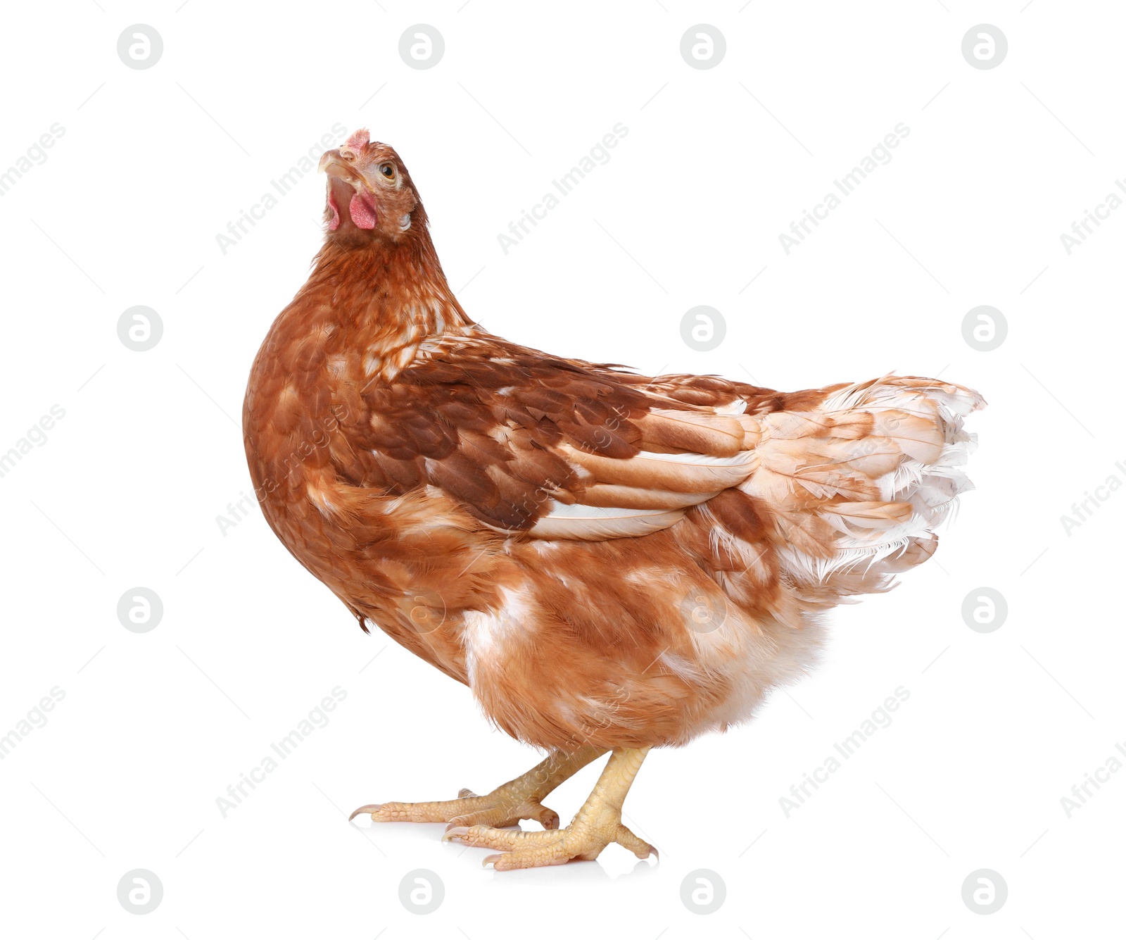 Photo of Beautiful chicken on white background. Domestic animal