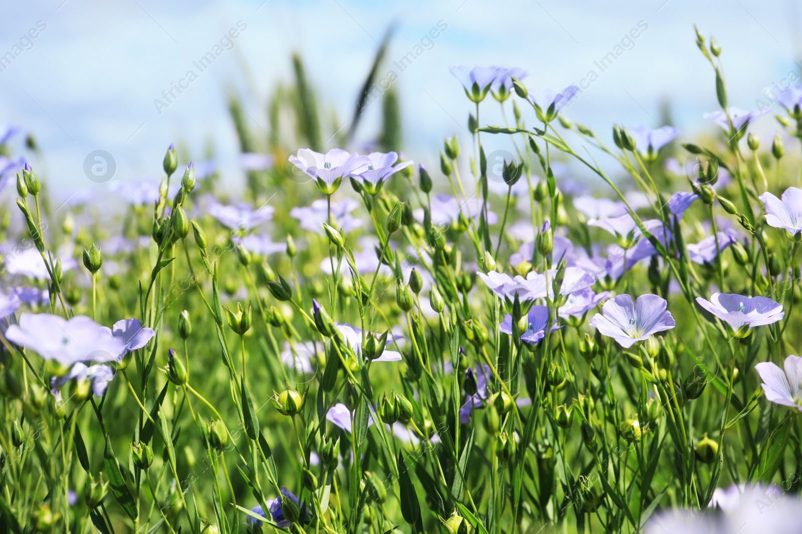 Photo of Closeup view of beautiful blooming flax field