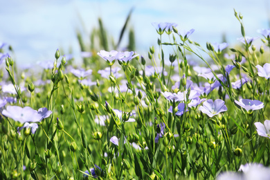 Photo of Closeup view of beautiful blooming flax field