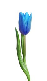 Image of Beautiful blue tulip isolated on white. Bright flower