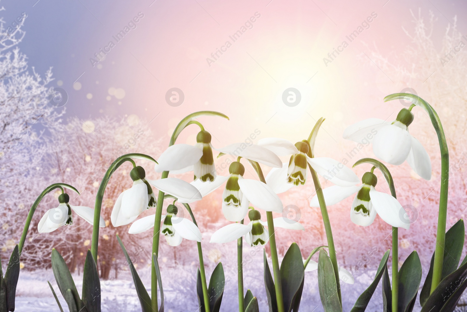 Image of Beautiful tender snowdrops outdoors. First spring flowers