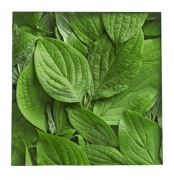 Photo of Square frame on twigs with fresh green leaves