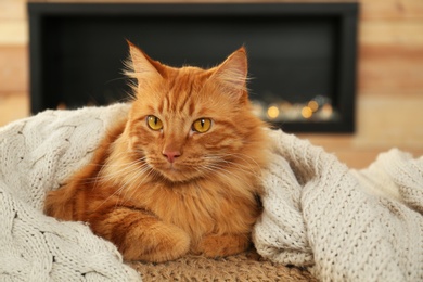 Photo of Adorable ginger cat under plaid at home. Cozy winter