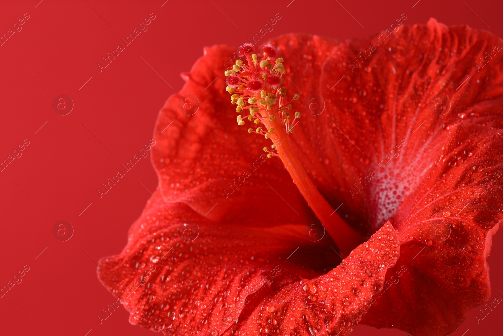 Photo of Beautiful hibiscus flower with water drops on red background, macro view