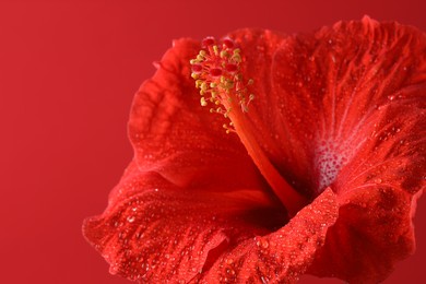 Photo of Beautiful hibiscus flower with water drops on red background, macro view