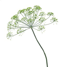 Fresh green dill flower isolated on white