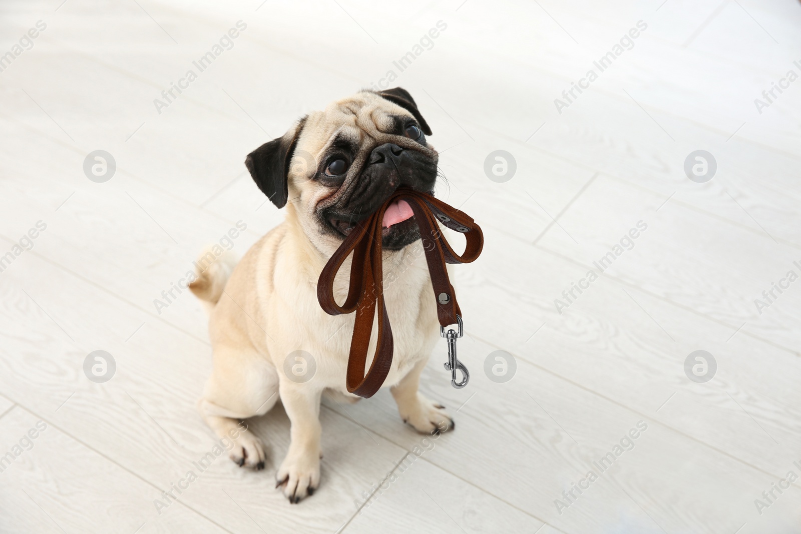Image of Adorable pug dog holding leash in mouth indoors
