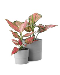 Beautiful Aglaonema plants in flowerpots isolated on white. House decor