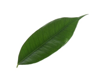 Photo of Fresh green ficus leaf on white background