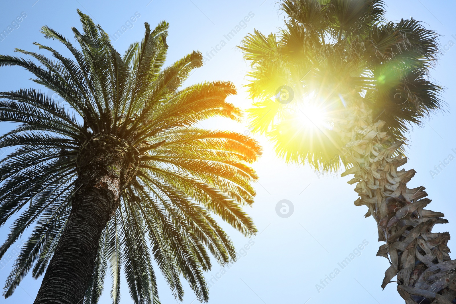 Image of Beautiful palm trees with green leaves on sunny day, low angle view