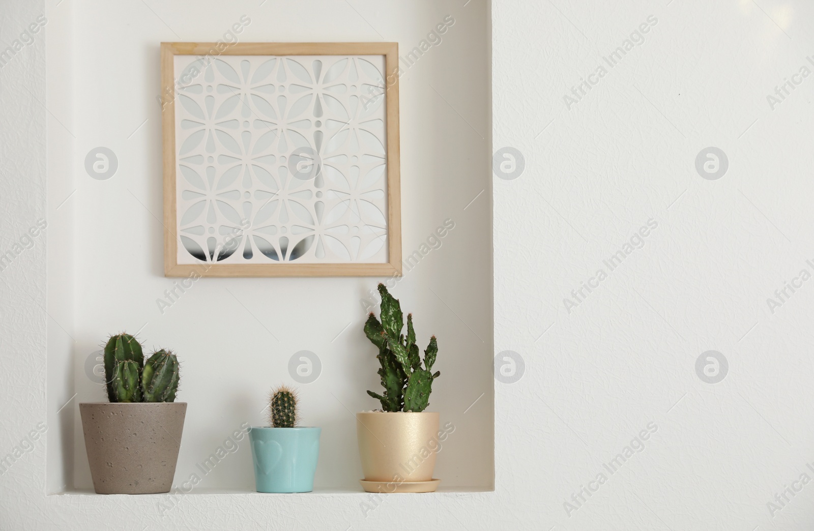 Photo of Beautiful different cacti as decoration in niche