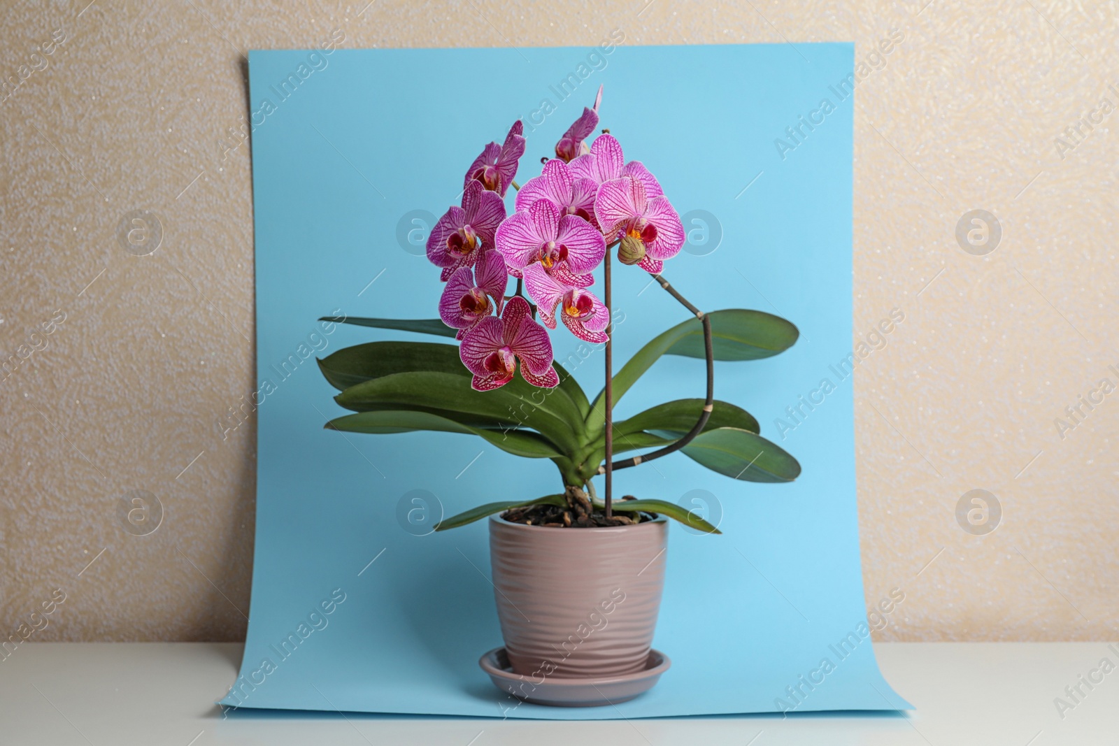 Photo of Beautiful pink orchid flower on light blue background