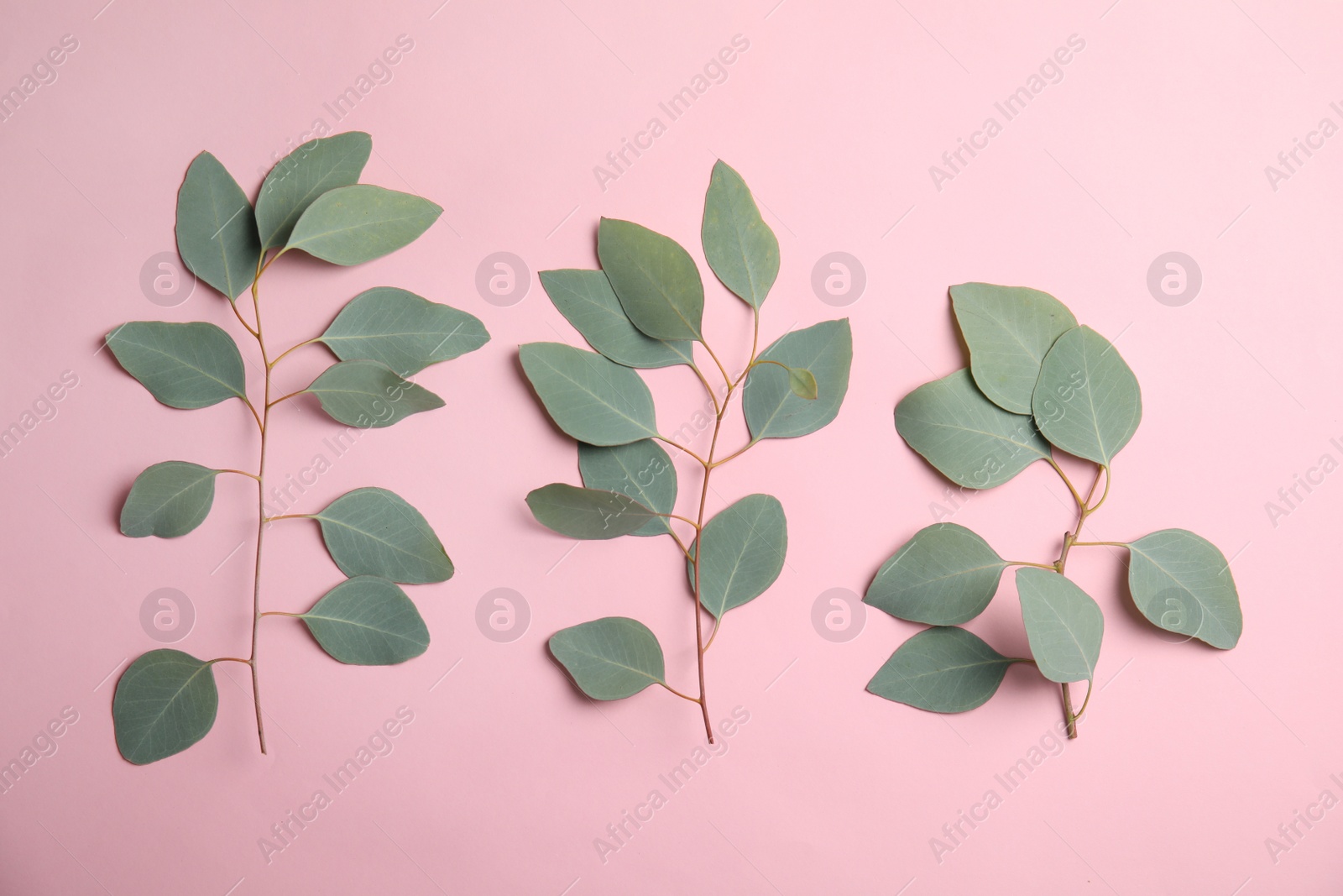 Photo of Eucalyptus branches with fresh green leaves on color background, flat lay