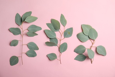 Eucalyptus branches with fresh green leaves on color background, flat lay