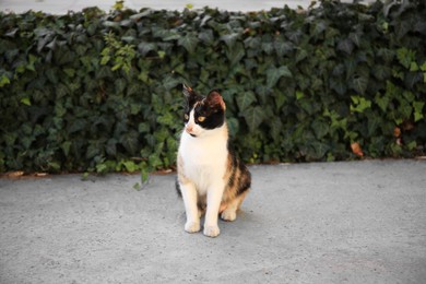 Photo of Stray cat on city street outdoors. Homeless animal