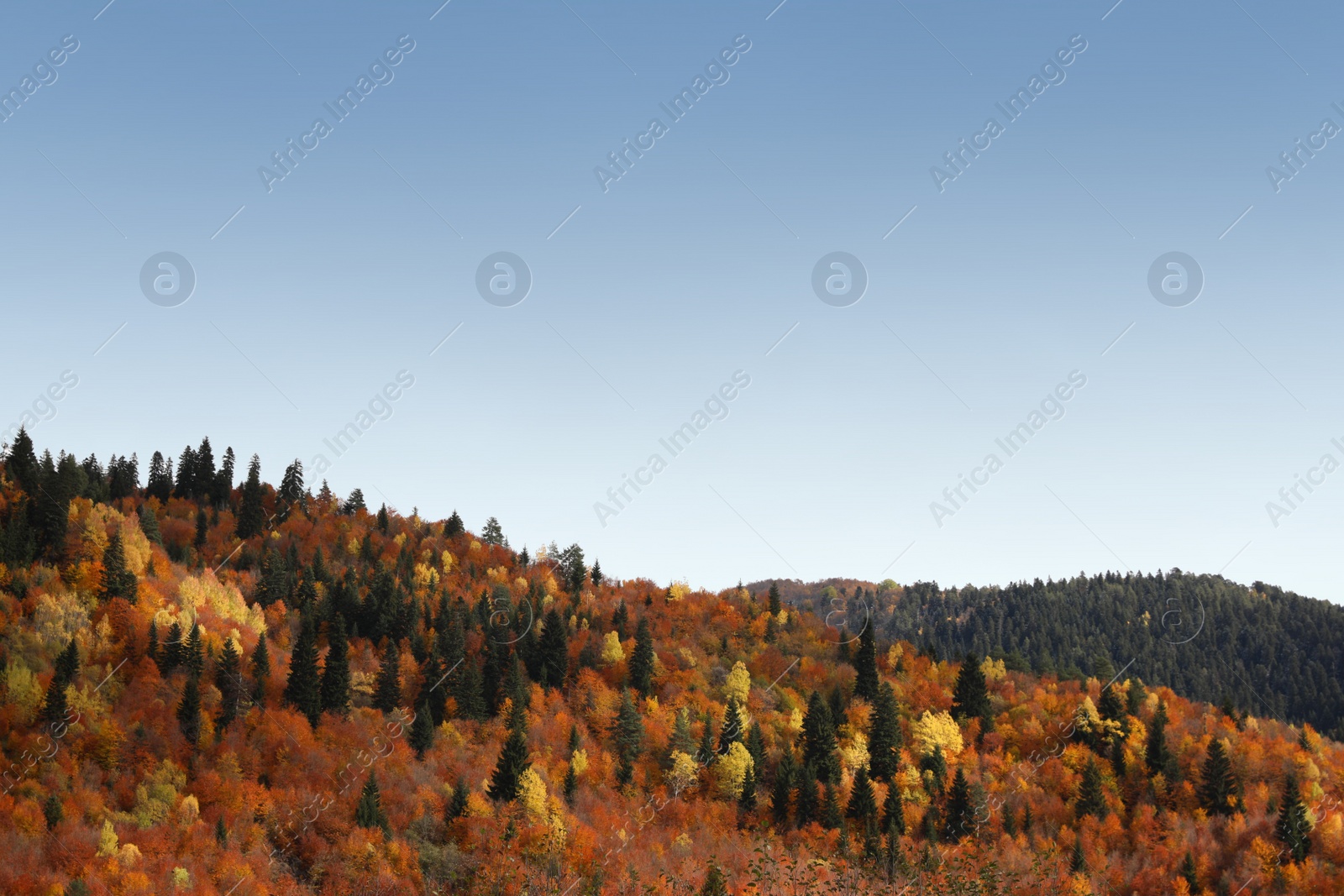 Photo of Picturesque view of forest on autumn day. Beautiful mountain landscape