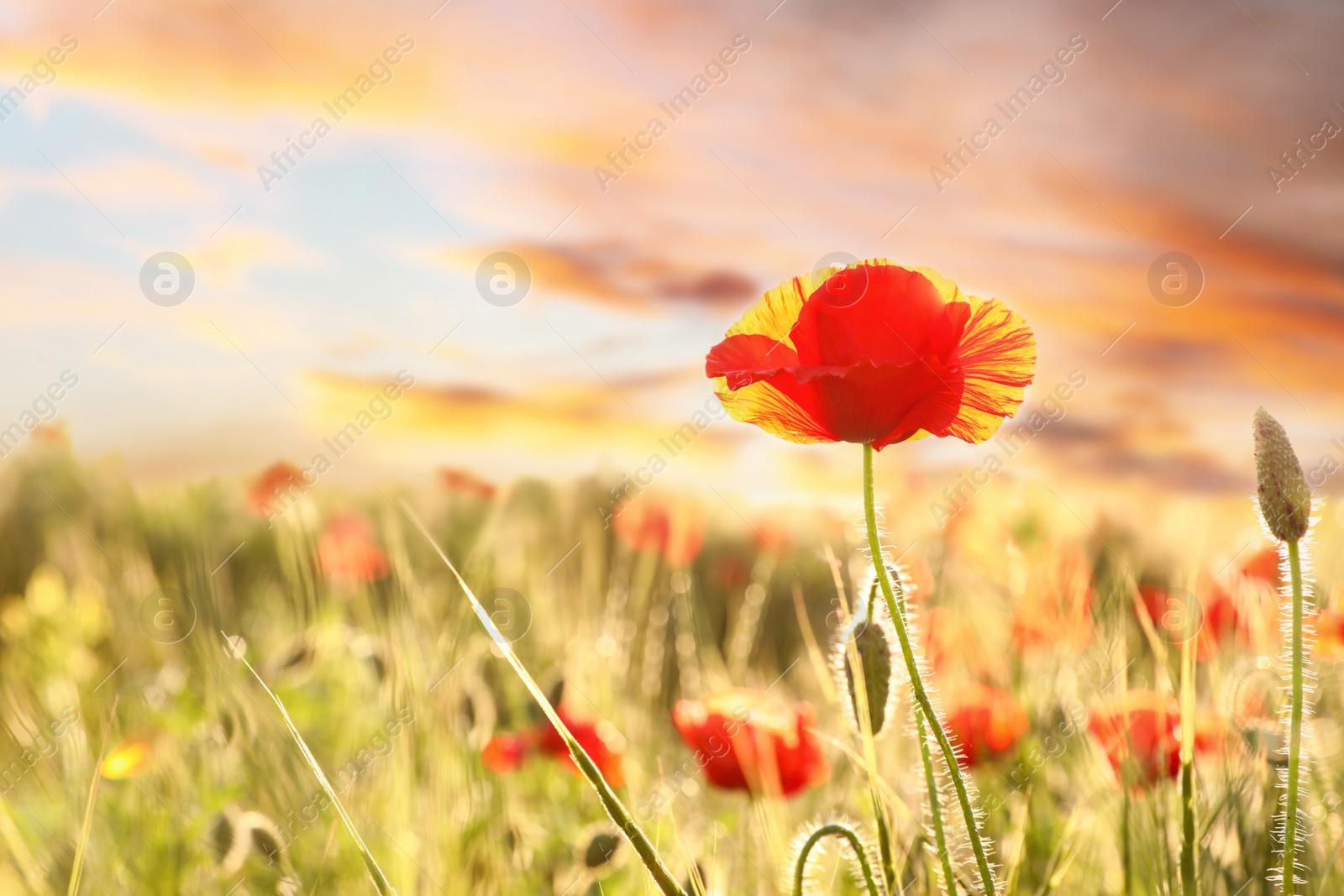 Photo of Beautiful blooming poppy in field at sunset. Space for text