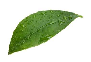 Photo of Fresh green citrus leaf with water drops on white background