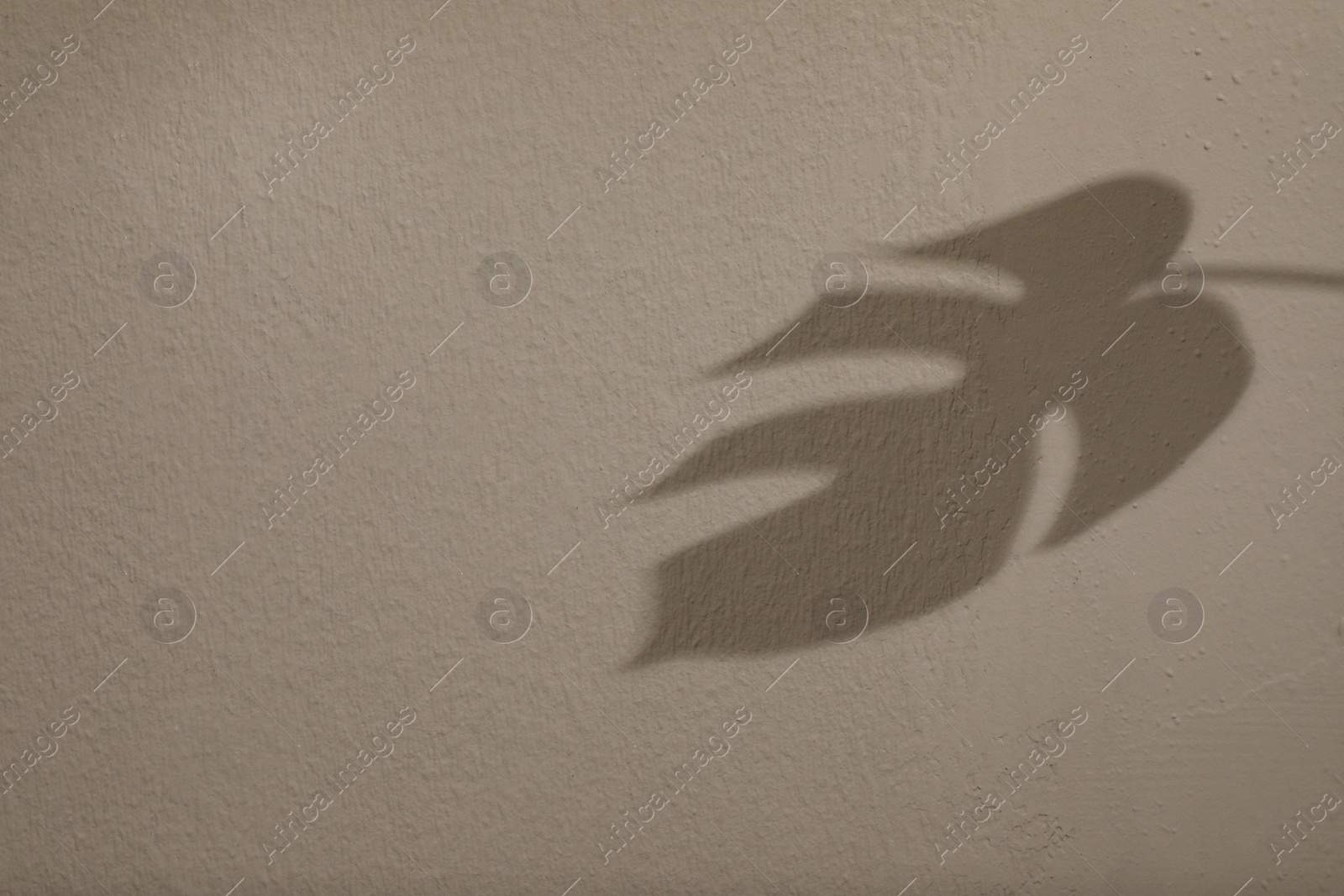 Photo of Shadow of monstera leaf on light wall, space for text