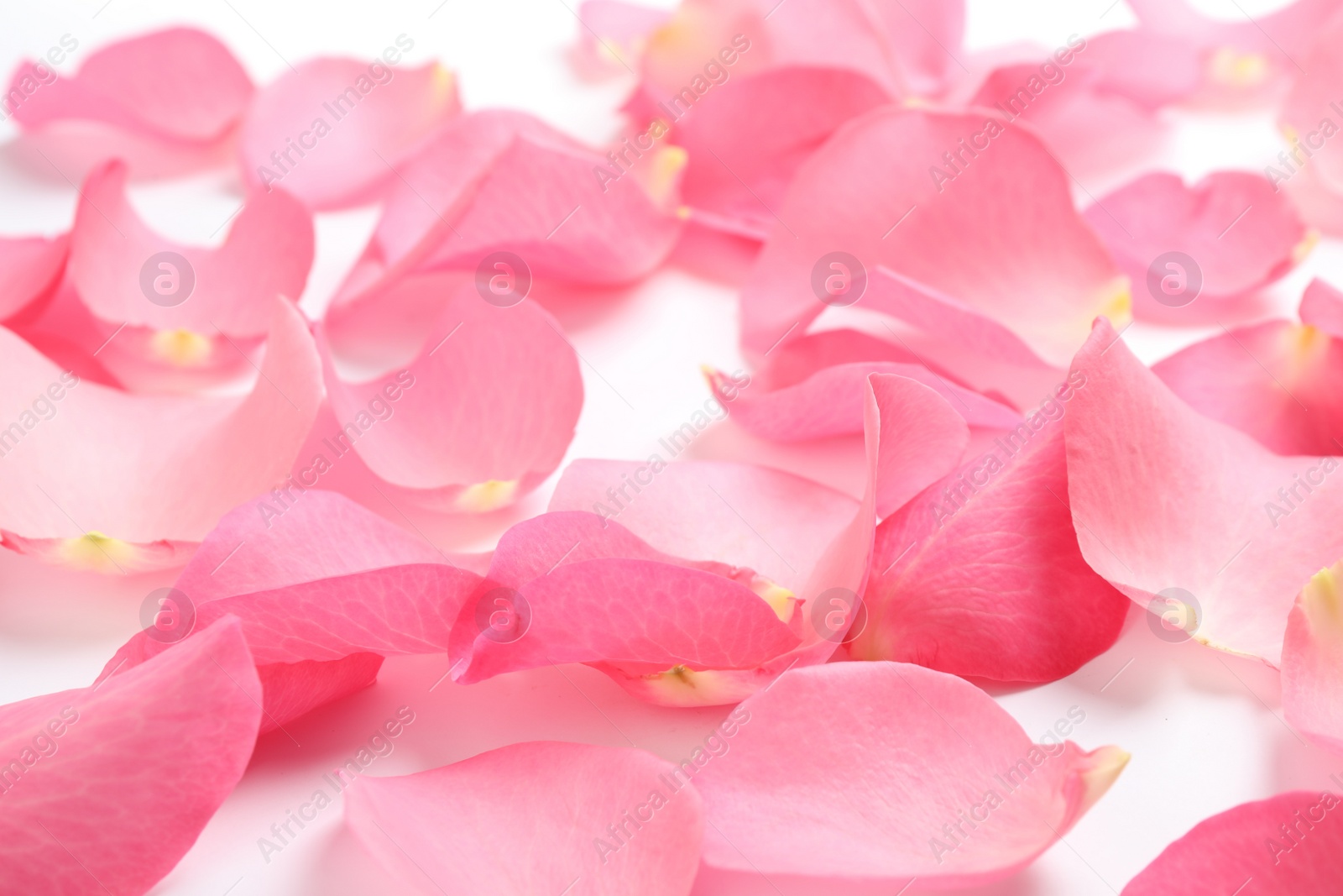 Photo of Fresh pink rose petals on white background