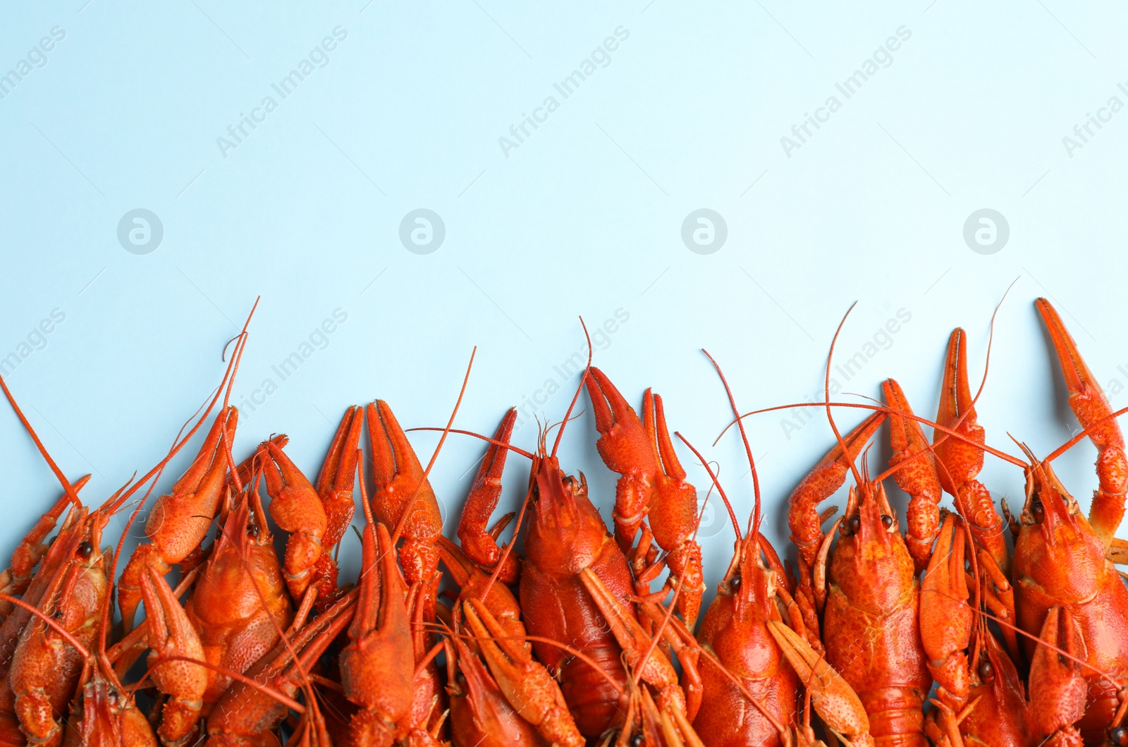 Photo of Delicious boiled crayfishes on light blue background, flat lay. Space for text