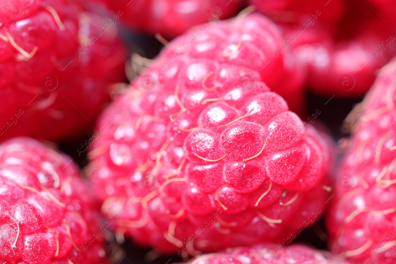 Photo of Tasty fresh ripe raspberries as background, macro view