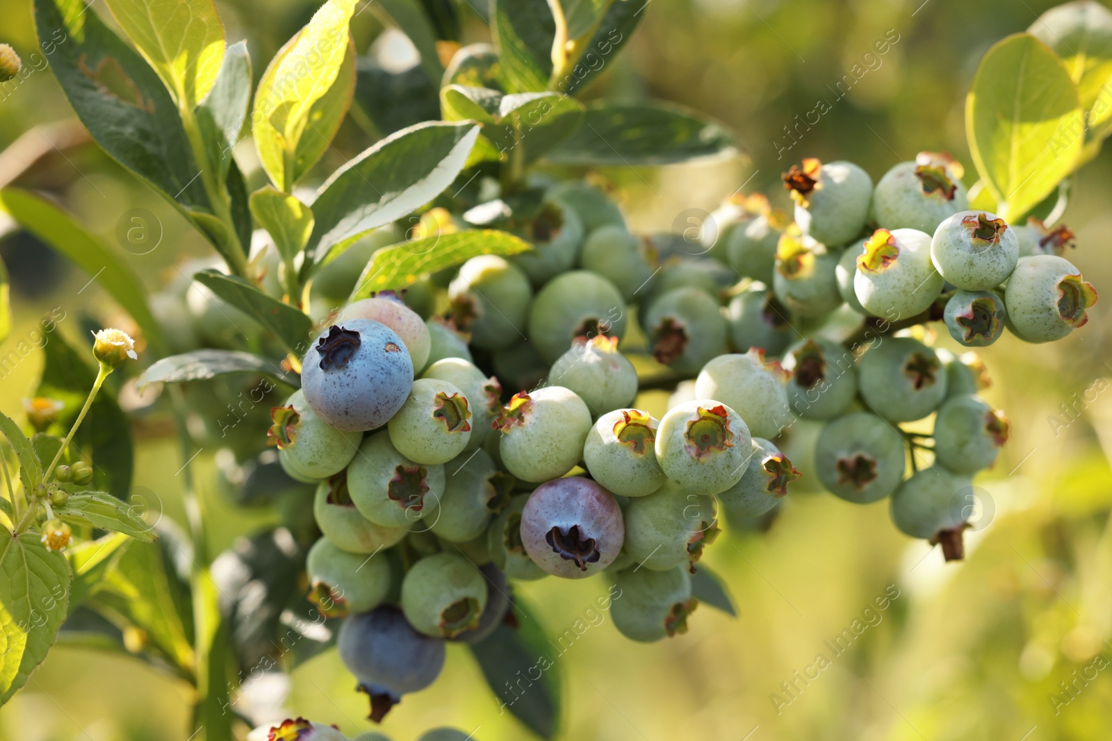 Photo of Wild blueberries growing outdoors, closeup. Seasonal berries