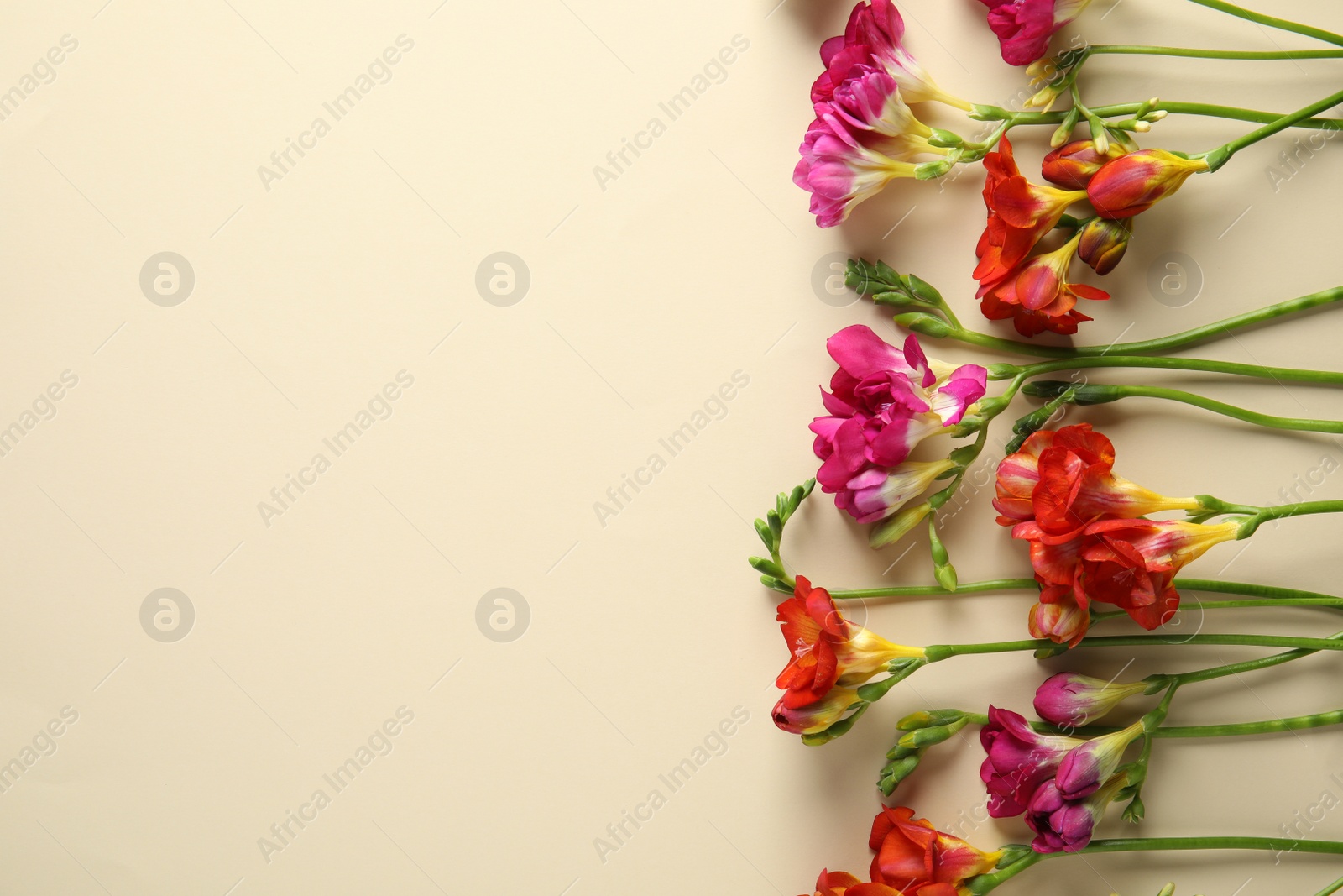 Photo of Beautiful freesia flowers on color background, flat lay. Space for text