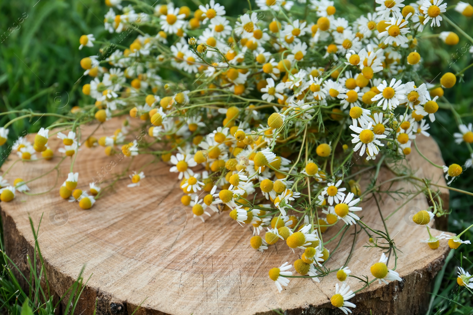 Photo of Beautiful bouquet of chamomiles on stump outdoors, closeup