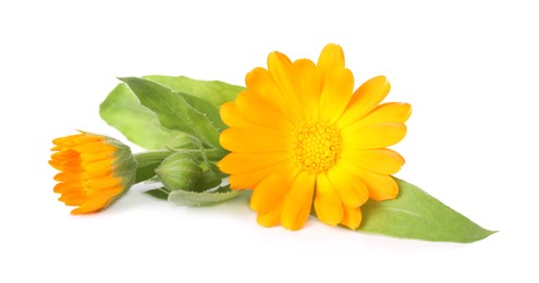 Photo of Fresh beautiful calendula flowers on white background