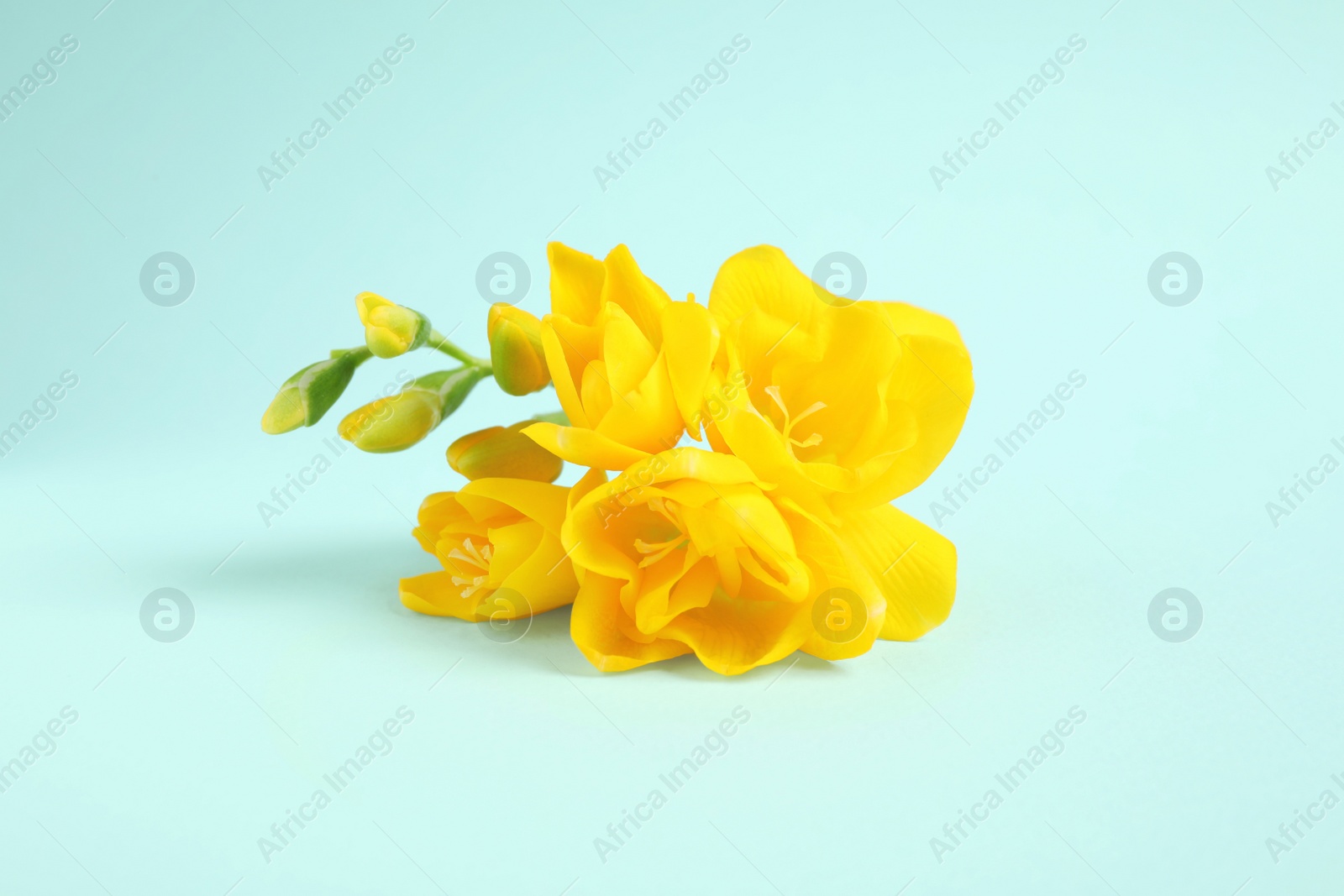 Photo of Beautiful blooming yellow freesias on light blue background