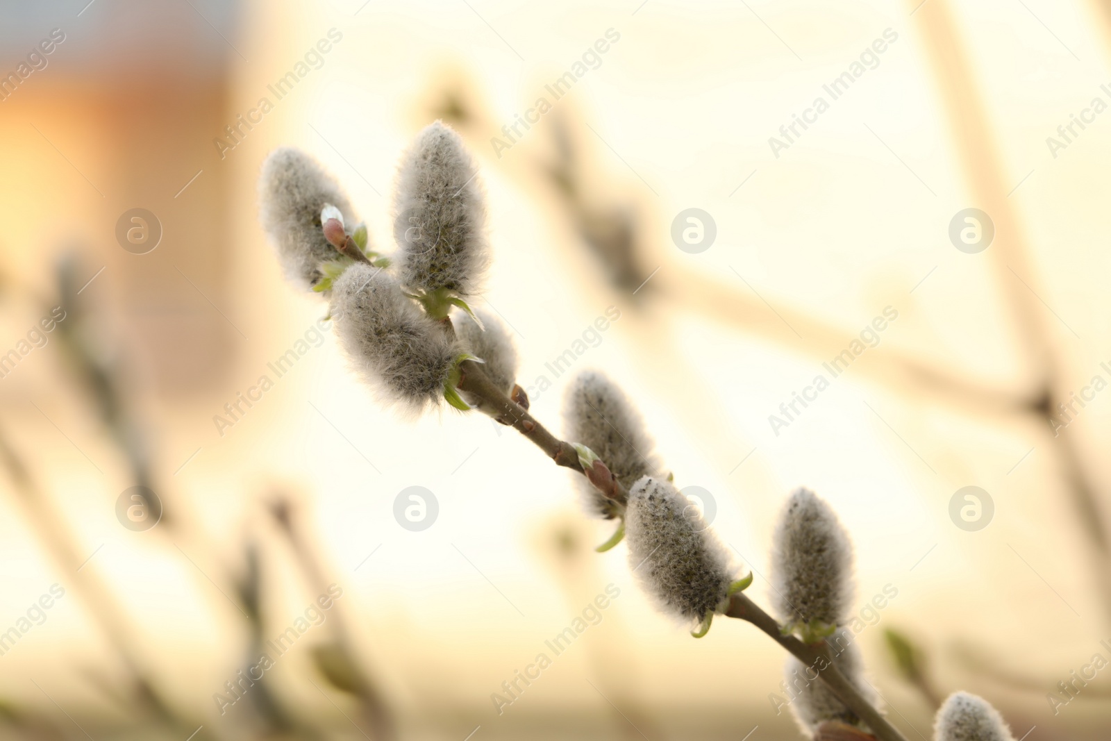 Photo of Beautiful fluffy catkins on willow tree outdoors, closeup