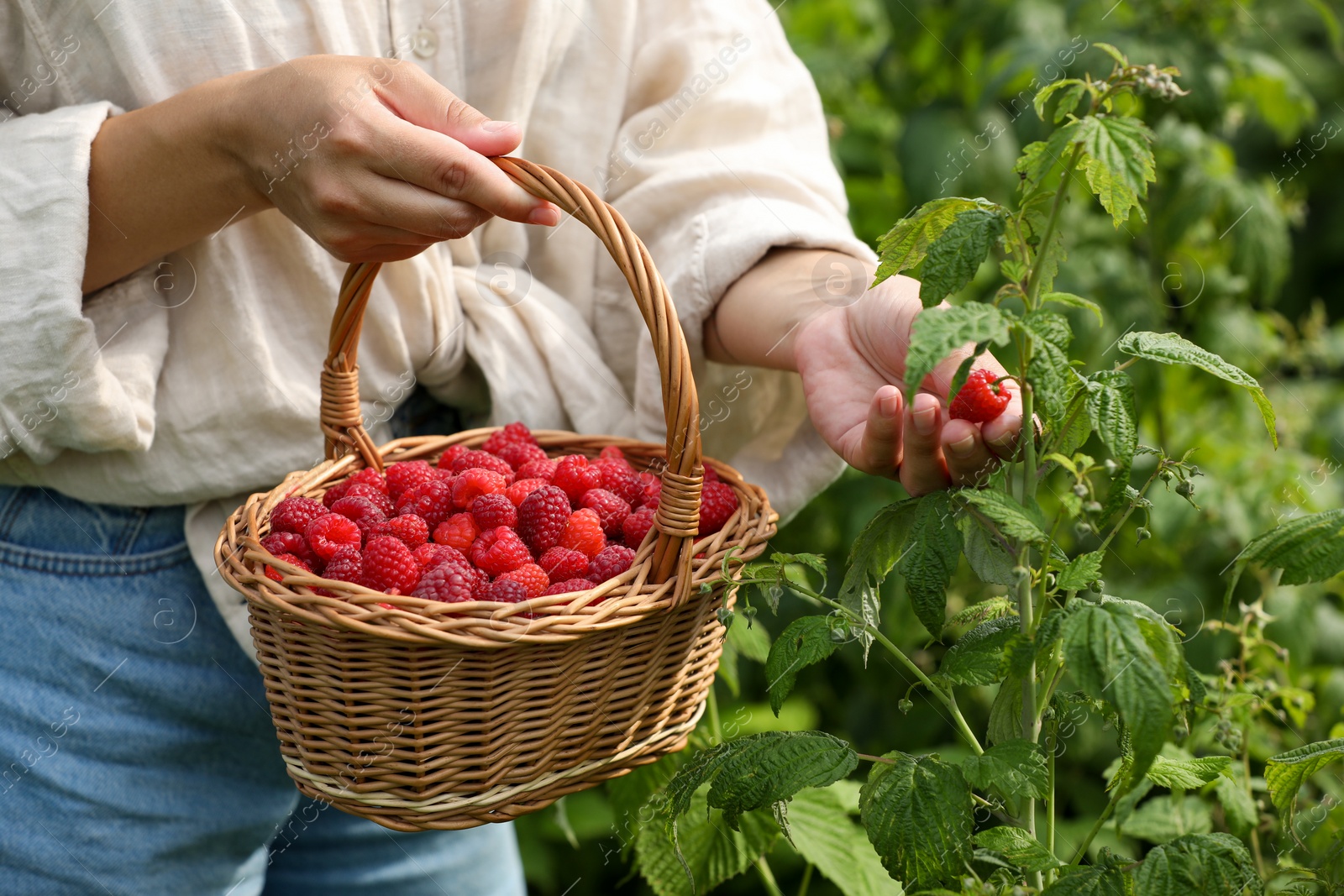 Photo of Woman holding wicker basket with ripe raspberries outdoors, closeup