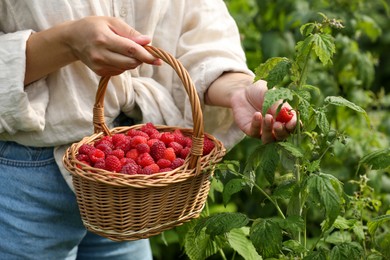 Woman holding wicker basket with ripe raspberries outdoors, closeup
