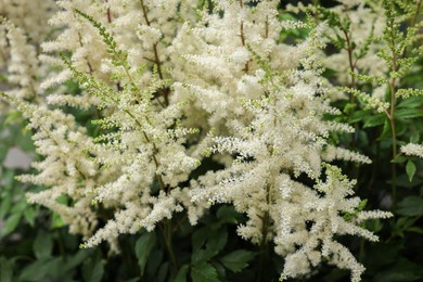 Photo of Beautiful Astilbe plant with white flowers, closeup