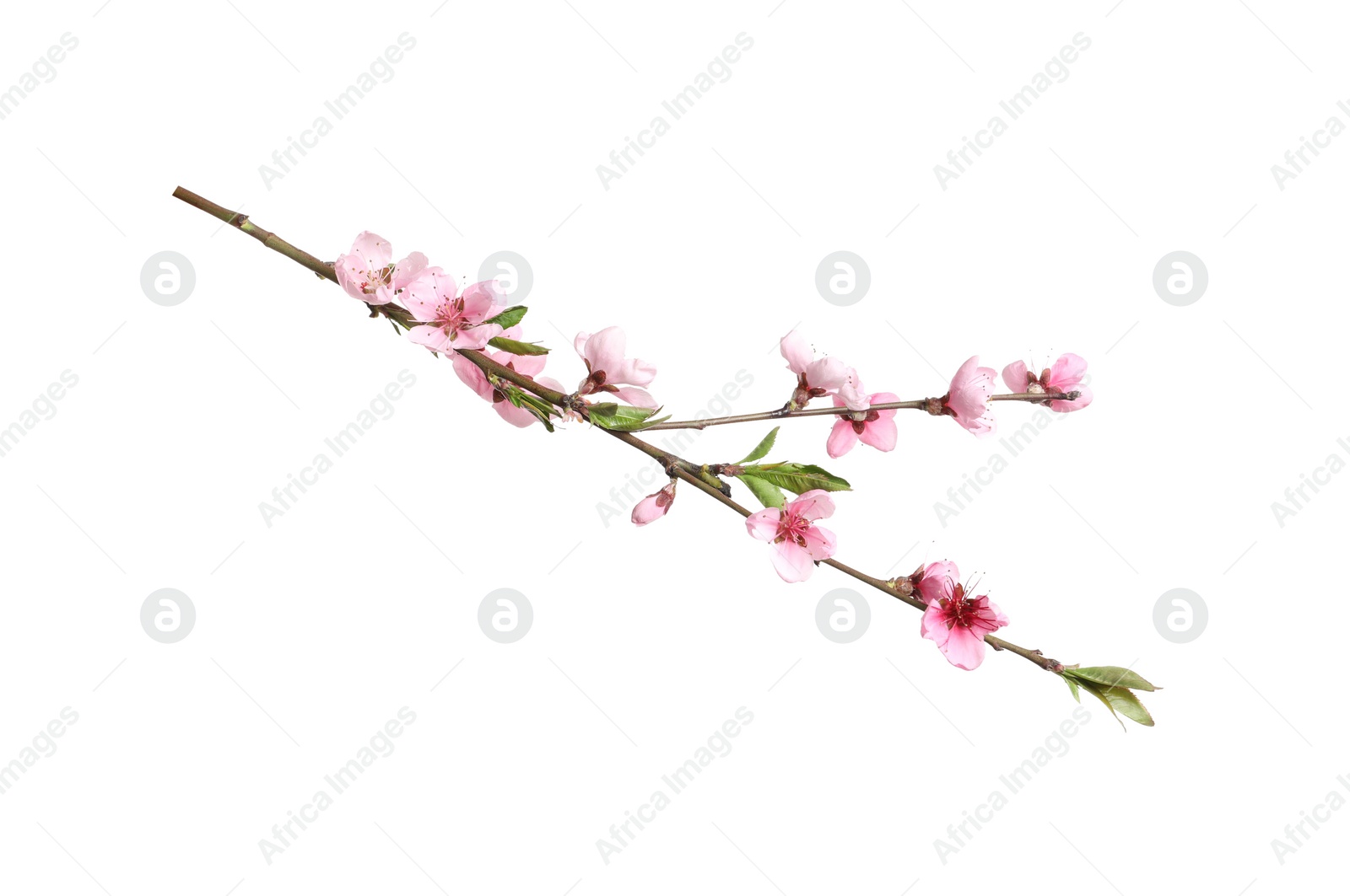 Photo of Beautiful sakura tree branch isolated on white