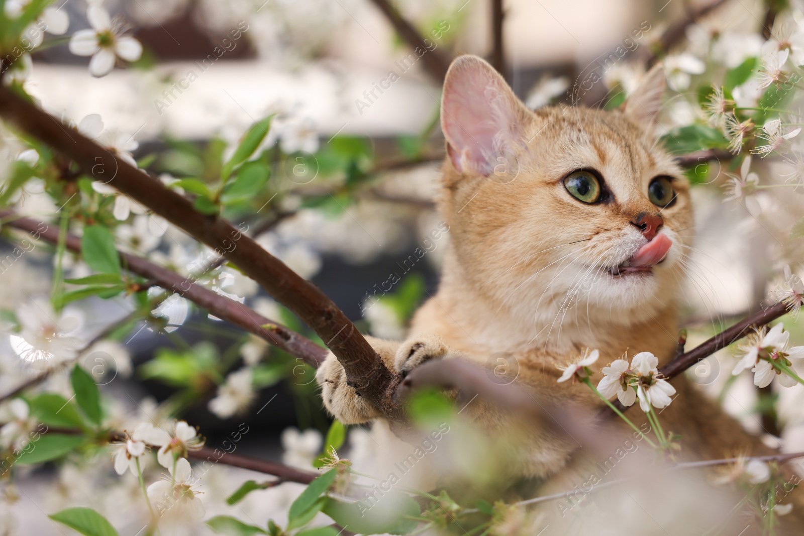 Photo of Cute cat among blossoming spring tree branches outdoors