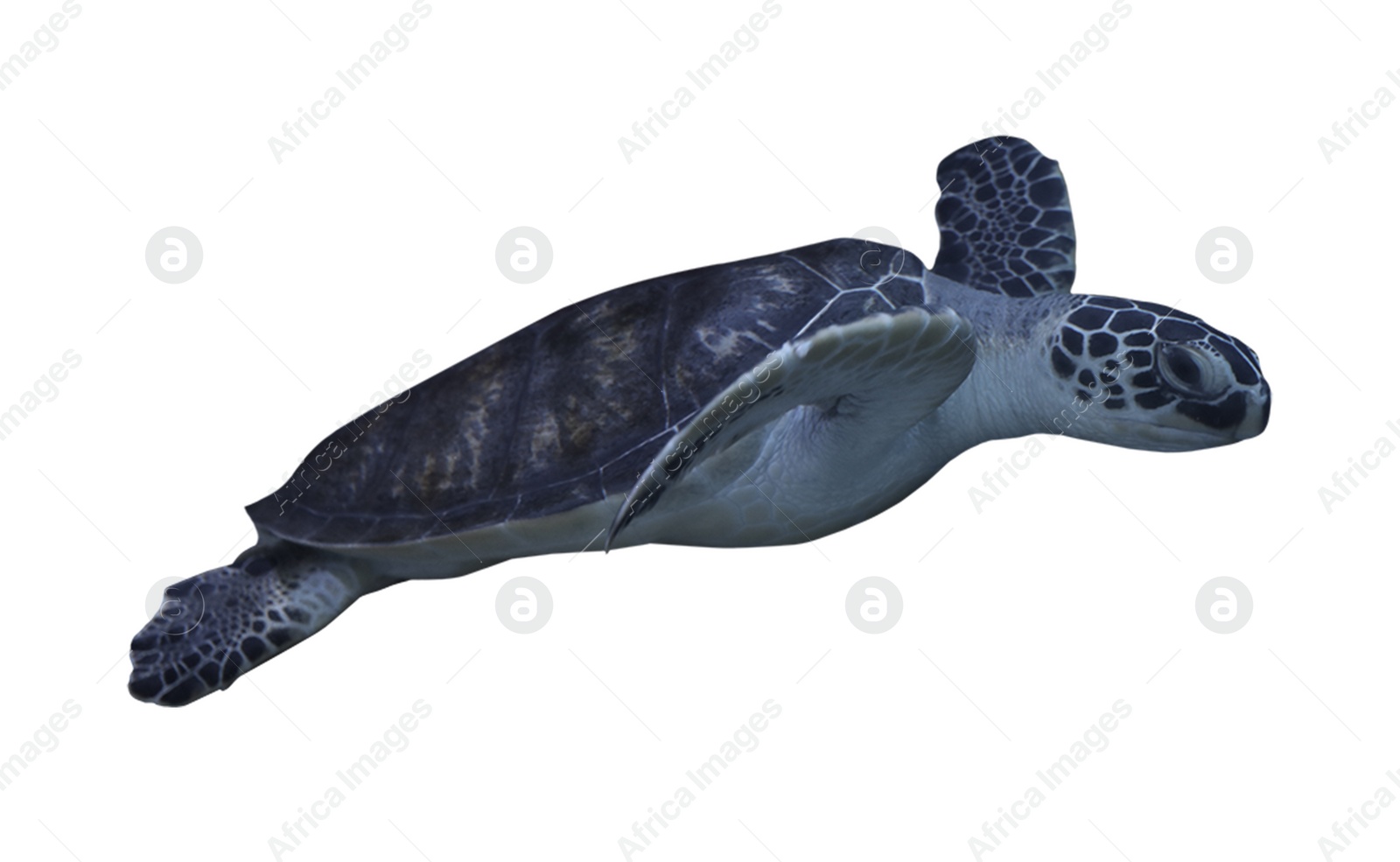 Image of Beautiful turtle on white background. Sea animal 