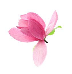 Beautiful pink magnolia flower isolated on white