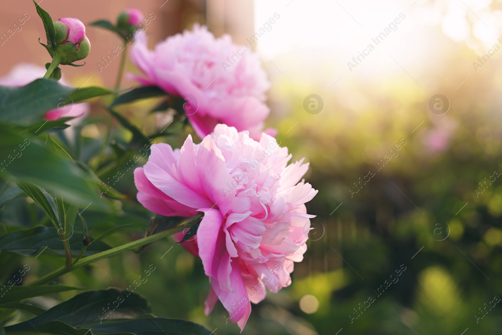 Photo of Blooming peony plant with beautiful pink flowers outdoors, closeup. Space for text