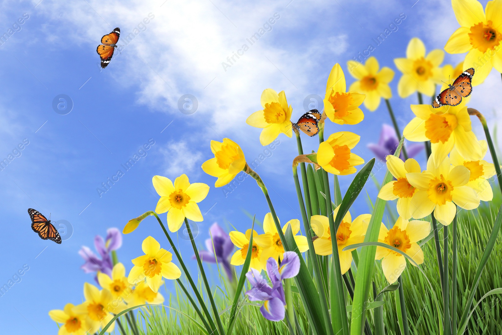 Image of Beautiful blooming yellow daffodils outdoors on sunny day