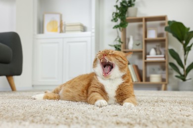 Photo of Cute ginger cat lying on carpet at home