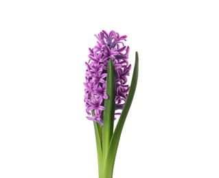 Photo of Beautiful purple hyacinth isolated on white. Spring flower